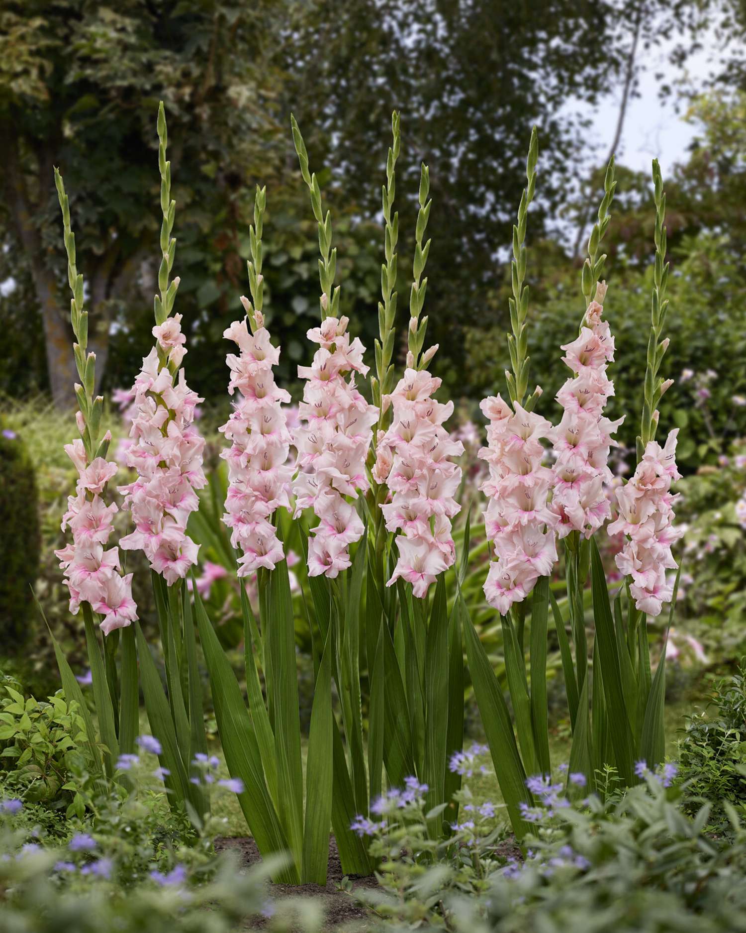 Gladiole 'Adrenalin'